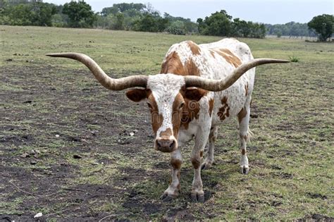 Texas Longhorn Steer Upclose Stock Photography Image 20185812