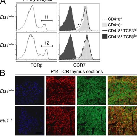 Ets1 MHC Irestricted Thymocytes Fail To Down Regulate CD4 During