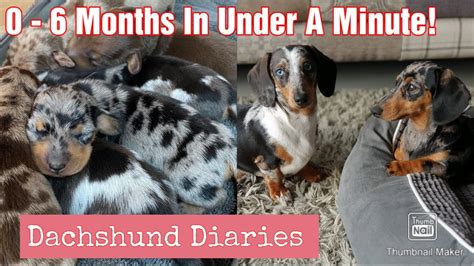 Mini Dapple Dachshund Puppies Growing Up From Birth To Months