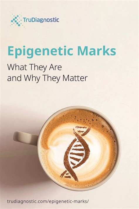 Epigenetic Marks What They Are And Why They Matter Info