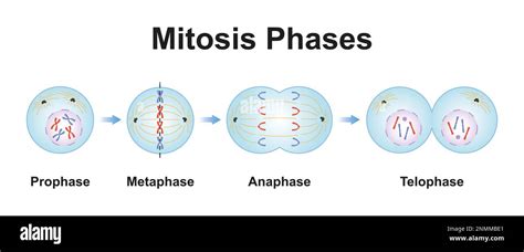 Mitosis Phases Illustration Stock Photo Alamy