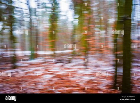 Abstract Winter Forest Background Blurry Abstraction With Motion