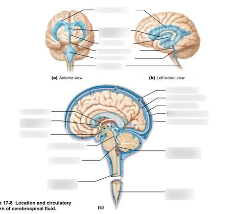 K Cerebrospinal Fluid Csf Diagram Quizlet