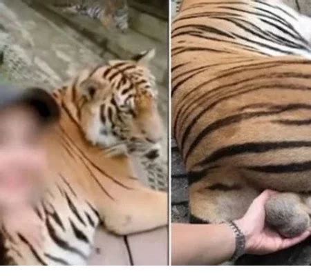 Fotos de turista segurando testículos de tigre dopado geram revolta