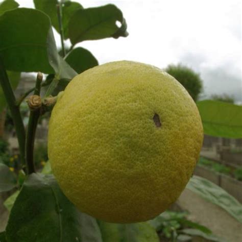 Bergamot Orange Buy Bergamot Orange Citrus Bergamia