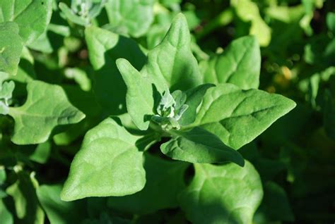 Spinach Varieties Types Of Spinach Varieties Of Spinach