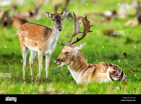 English Fallow Deer Hi Res Stock Photography And Images Alamy