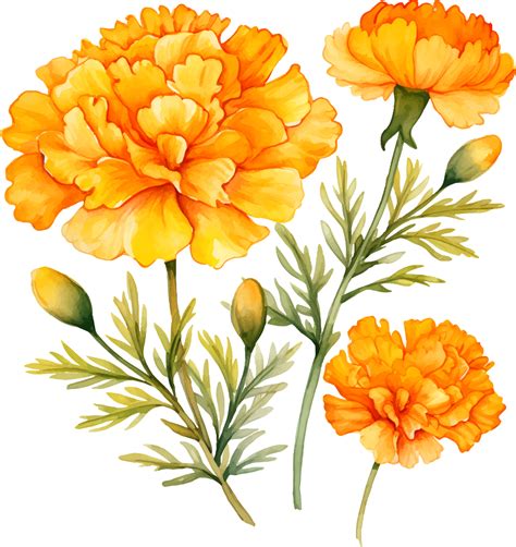 caléndulas flores acuarela ai generar 25860385 PNG