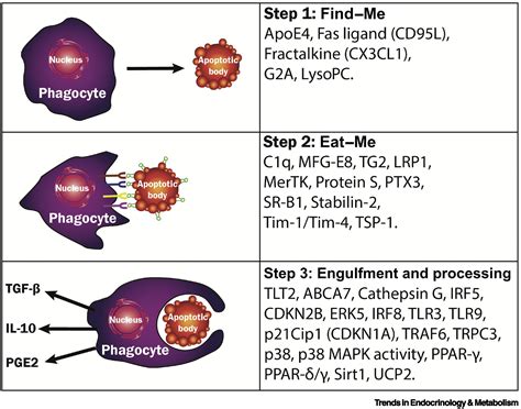 Efferocytosis And Atherosclerosis Regulation Of Phagocyte Function By