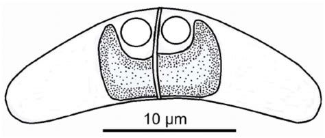 Schematic Drawing Of A Mature Spore Of Ceratomyxa Bo Hari Sp N From