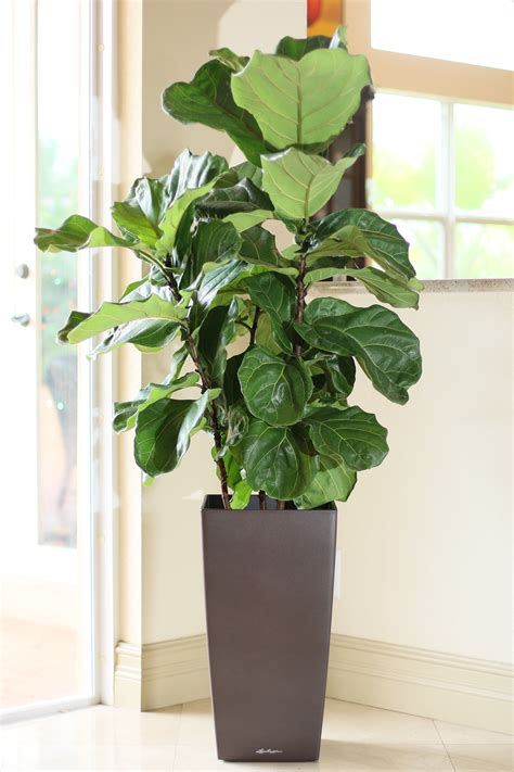 Ficus Lyrata Fiddle Leaf Fig Plantvine