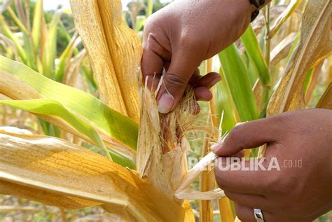 Hektare Lahan Jagung Rusak Akibat Musim Kemarau Republika Online