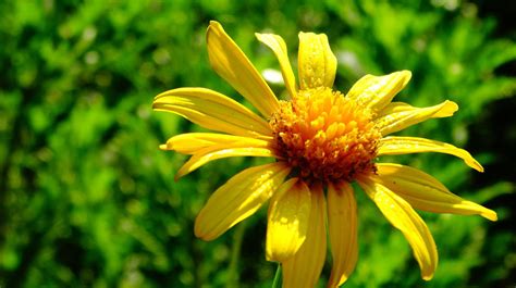 California Daisy Photograph By Alan Lakin Fine Art America