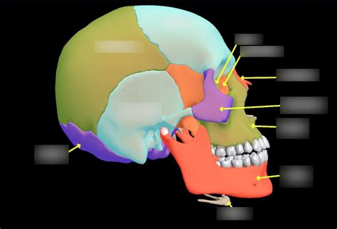 Side Skull View Diagram | Quizlet