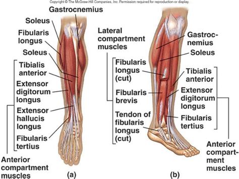 Leg Muscles Diagram Labeled - Posterior Leg Muscle Labeling Upper ...