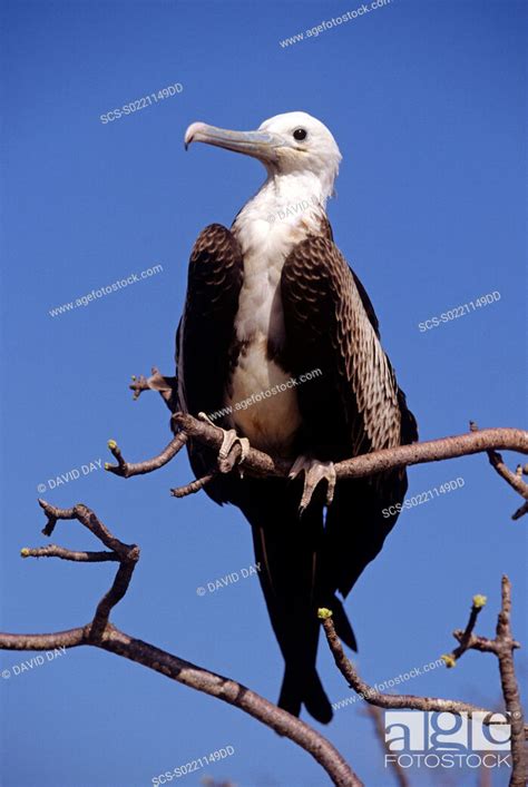 Juvenile Magnificent Frigatebird Fregata Magnificens North Seymour