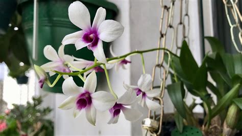 Orquídea Dendrobium Denphal mini replantio e dicas de cultivo YouTube