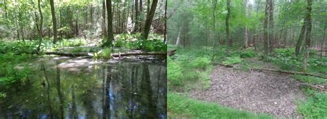 A Kid S Guide To Exploring Nature Vernal Pools Spring To Summer