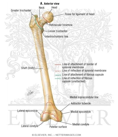 Femur Anterior View