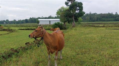 Ekor Sapi Di Palopo Mati Mendadak Diduga Terindikasi Penyakit