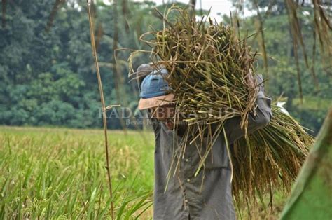 Jaga Ketahanan Pangan Bangun Tujuh Lumbung Padi Radarbekasi Id