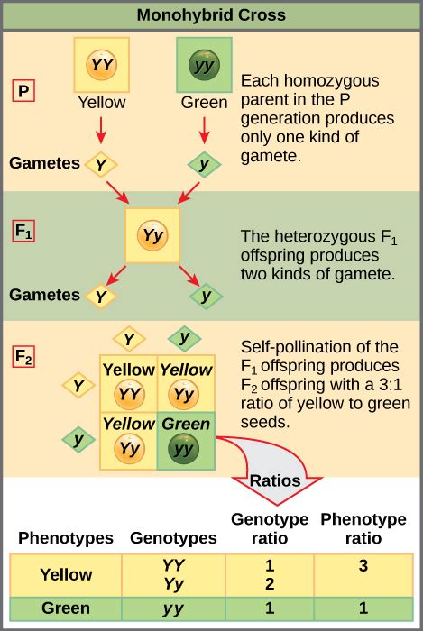 Difference Between Monohybrid Cross and Dihybrid Cross | Definition, Traits, Process, Differences