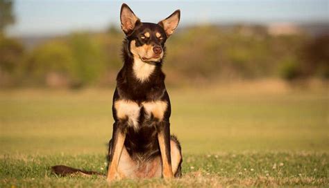 The Complete Guide To All Australian Dog Breeds