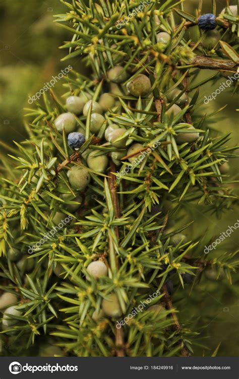 Close Juniper Tree Berries Stock Photo by ©CHROMORANGE 184249916