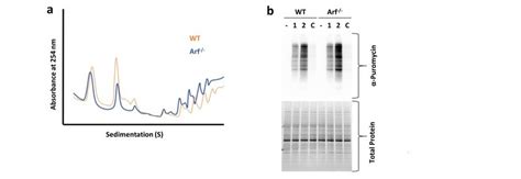 Upregulation of translation following loss of ARF a Polysome profiling... | Download Scientific ...