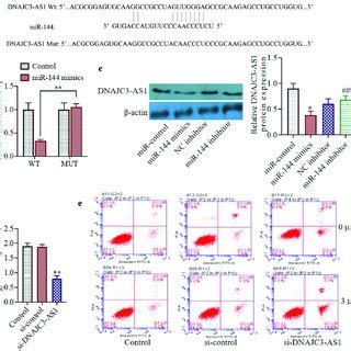 MiR 144 Overexpression Improves The Sensitivity And Induces Apoptosis