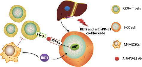 Schematic Of Bromodomain And Extra Terminal Inhibitors Combined With