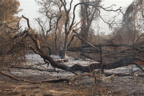 Tres Provincias Registraron Focos Activos De Incendios Forestales