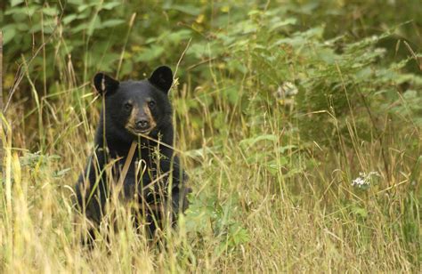 What Do Black Bears Eat? - BearVault®