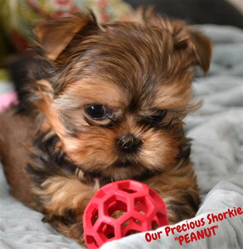 Teacup Yorkies For Sale In Tn Teacup Parti Yorkies For Sale In Tn