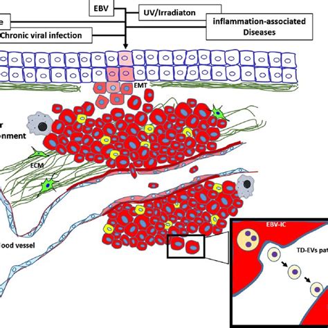 Schematic Structure Of Ebv A Schematic Representation Of Ebv Virion