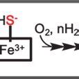 Scheme outlining the mechanism of sulfide oxidation to thiosulfate and ...