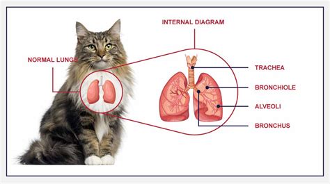 Upper Respiratory Infections In Cats Petlifeca