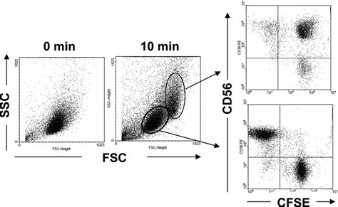 Detection Of Nk92 Cell Binding With The K562 Cell By Flow Cytometry Download Scientific