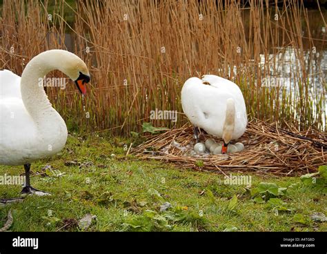 Swan on nest with eggs Stock Photo - Alamy