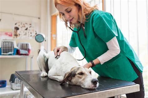 Your How Do You Know If Your Dog Is Dying From Pneumonia Tips And