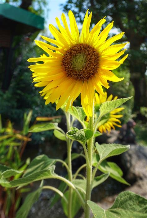 Top 52 Imagen Imagen De Un Girasol Grande Abzlocal Mx