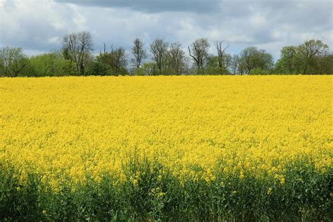 wimpole estate nt     working estate  guid flickr