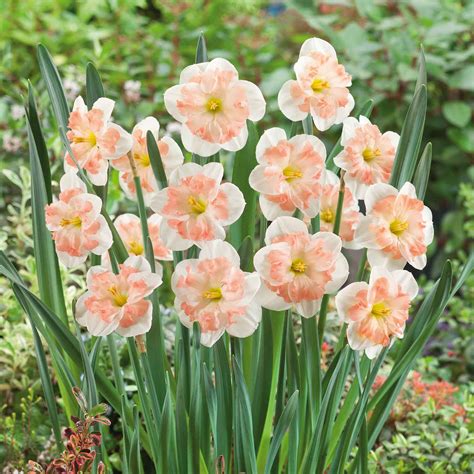 Daffodil Bulbs - Pink Wonder | Fall Flower Bulbs | Eden Brothers