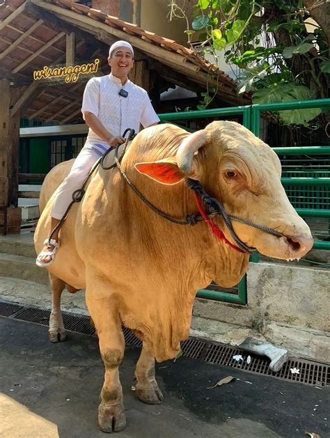 FOTO Memiliki Berat 1 3 Ton Begini Penampakan Sapi Kurban Jumbo Milik