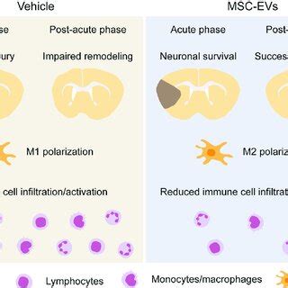 Immunomodulatory Effects Of MSC EVs In The Ischemic Brain MSC EVs