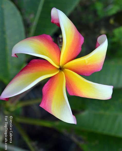 Plumeria Rare Plant Nursery Top Tropicals