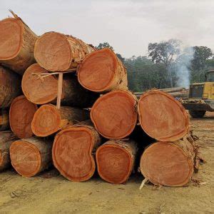 Leading Exporter Of African Pine Sawn Timber Best Wood Supplier