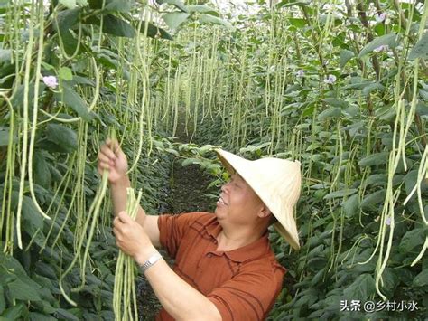 豆角落花落莢嚴重？老農教你3個「絕招」，結莢一茬接一茬 每日頭條