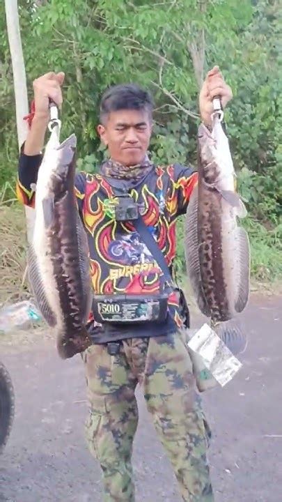 ปลาชะโดยักษ์ Fishing หมายเด็ด หมายธรรมชาติ ตกปลา ปลาชะโด Youtube