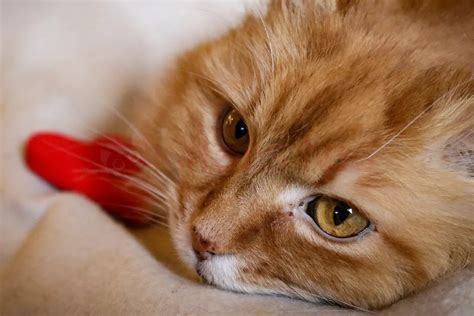 Hypertrophic Cardiomyopathy In Cats Symptoms And Treatment